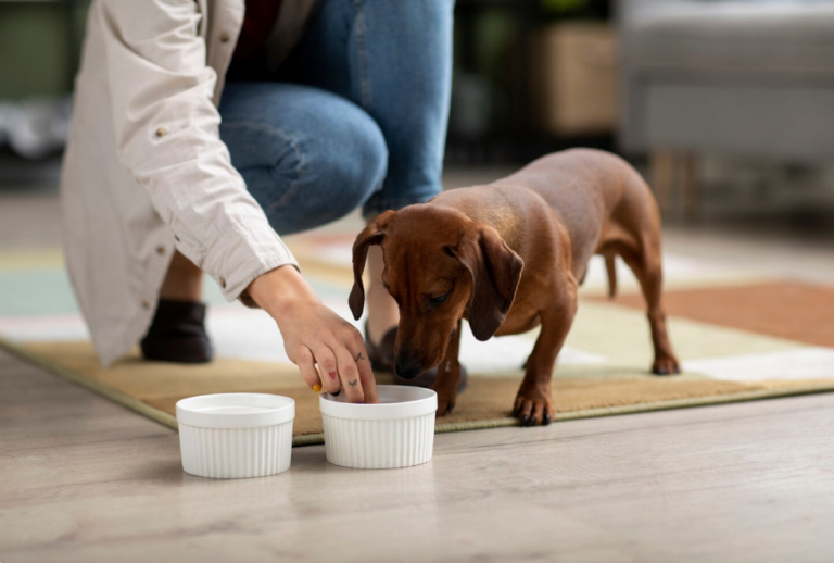 Wet Puppy Food Myths Debunked: What Every Dog Owner Should Know